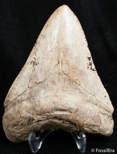 Inch Megalodon Tooth - Unusual Color #2498